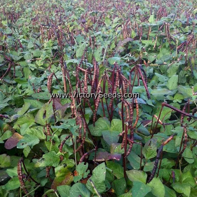 Knuckle Purplehull Southern Pea