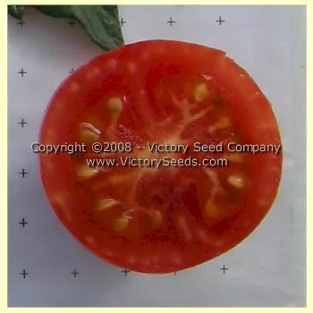 De Barao Polosatyi Tomato
