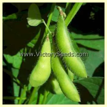 Misono Green Soybean