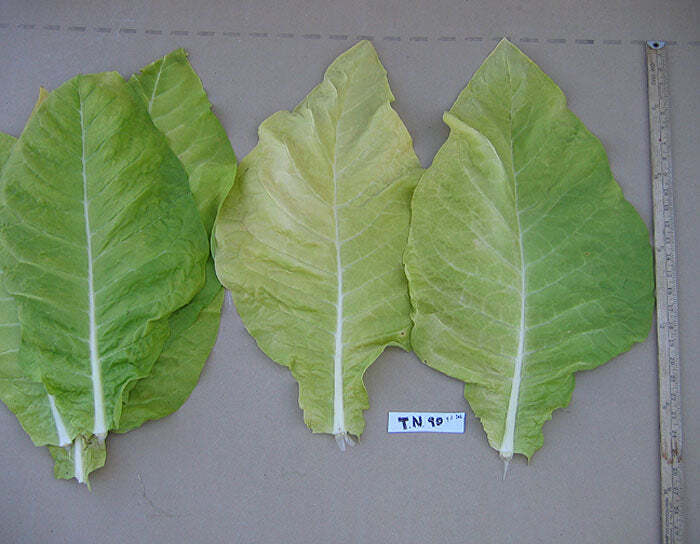 TN90 Burley Tobacco