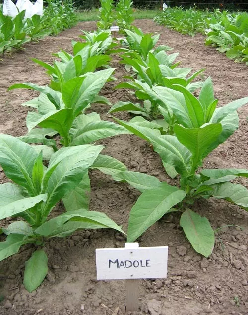 Madole Tobacco