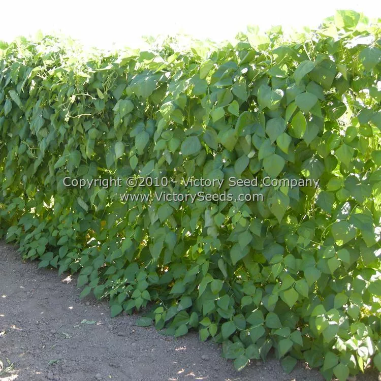 Valena Italian Pole Green Garden Bean