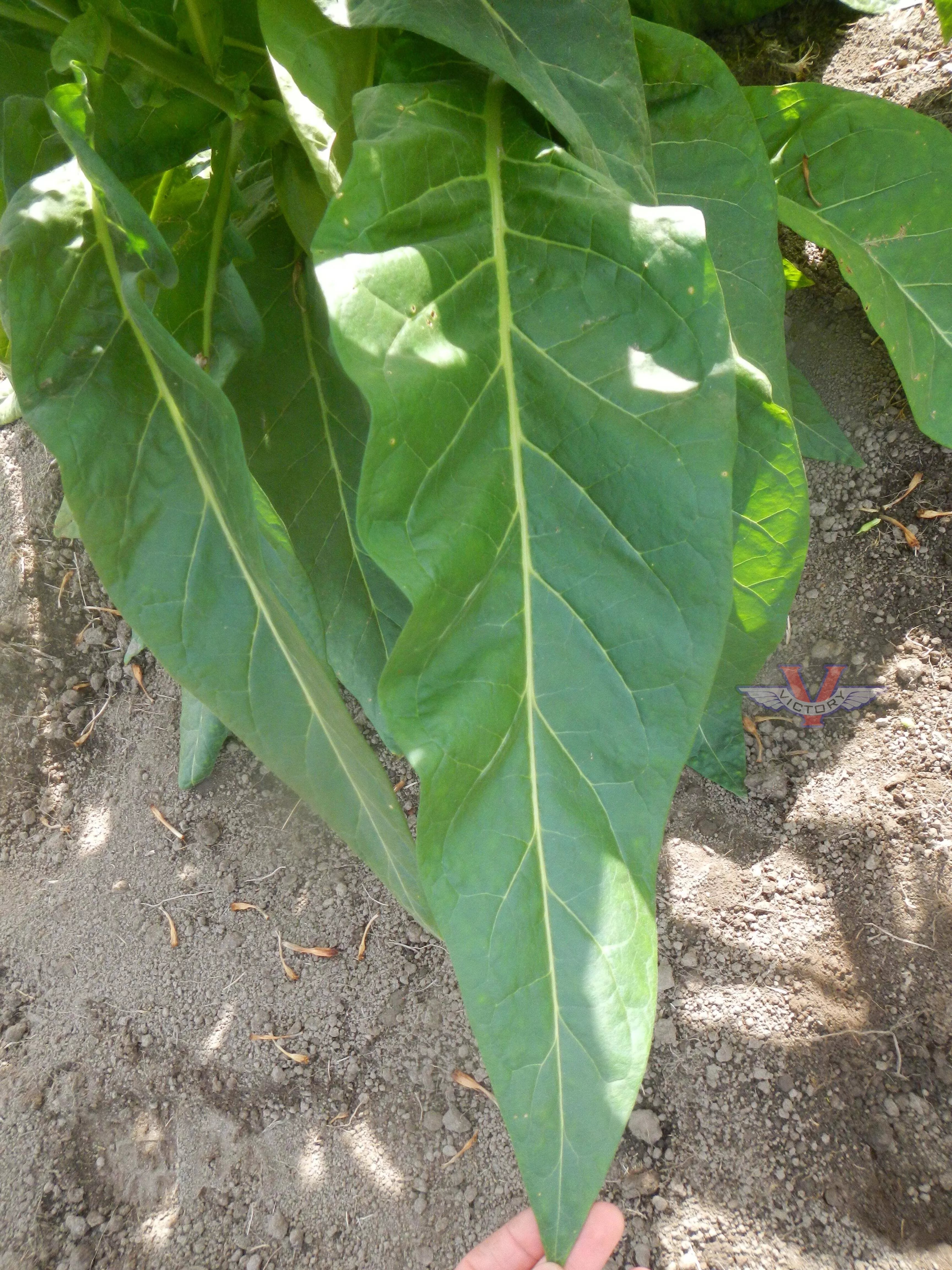 Little Hill Tobacco