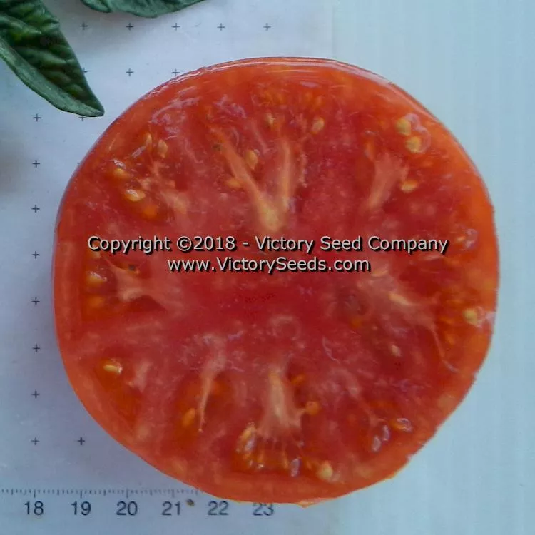 Dwarf Hannah's Prize Tomato