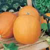 Jack O'Lantern Pumpkin