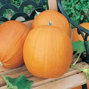 Jack O'Lantern Pumpkin