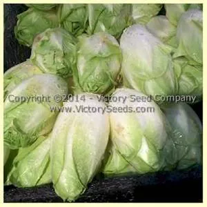 Witloof Chicory