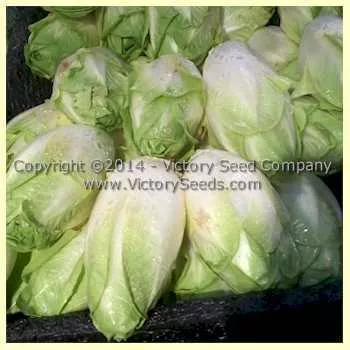 Witloof Chicory