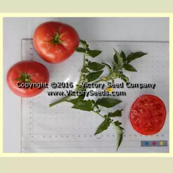 Coorong Pink Tomato