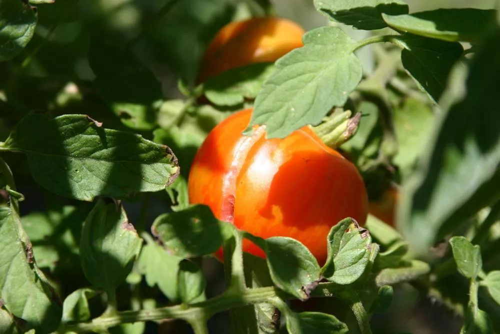 Tigerella Tomato