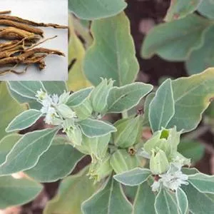 Ashwagandha