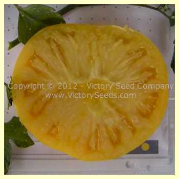 Dixie Golden Giant Tomato