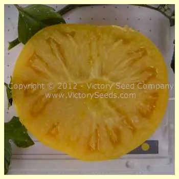 Dixie Golden Giant Tomato