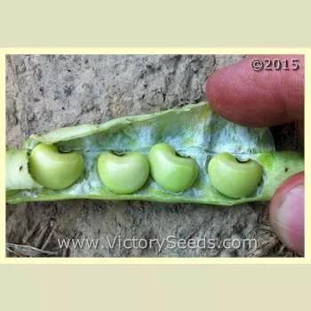 Big Boy Southern Pea