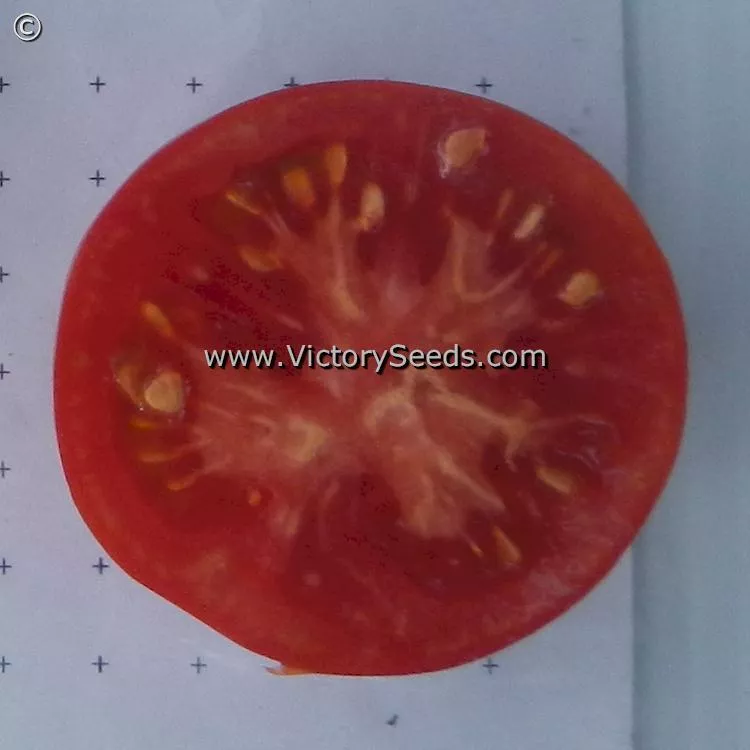 Alpatieva 905A Tomato