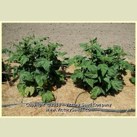 Dwarf Bendigo Blush Tomato
