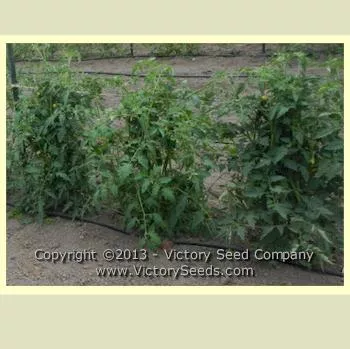 Tennessee Britches Tomato
