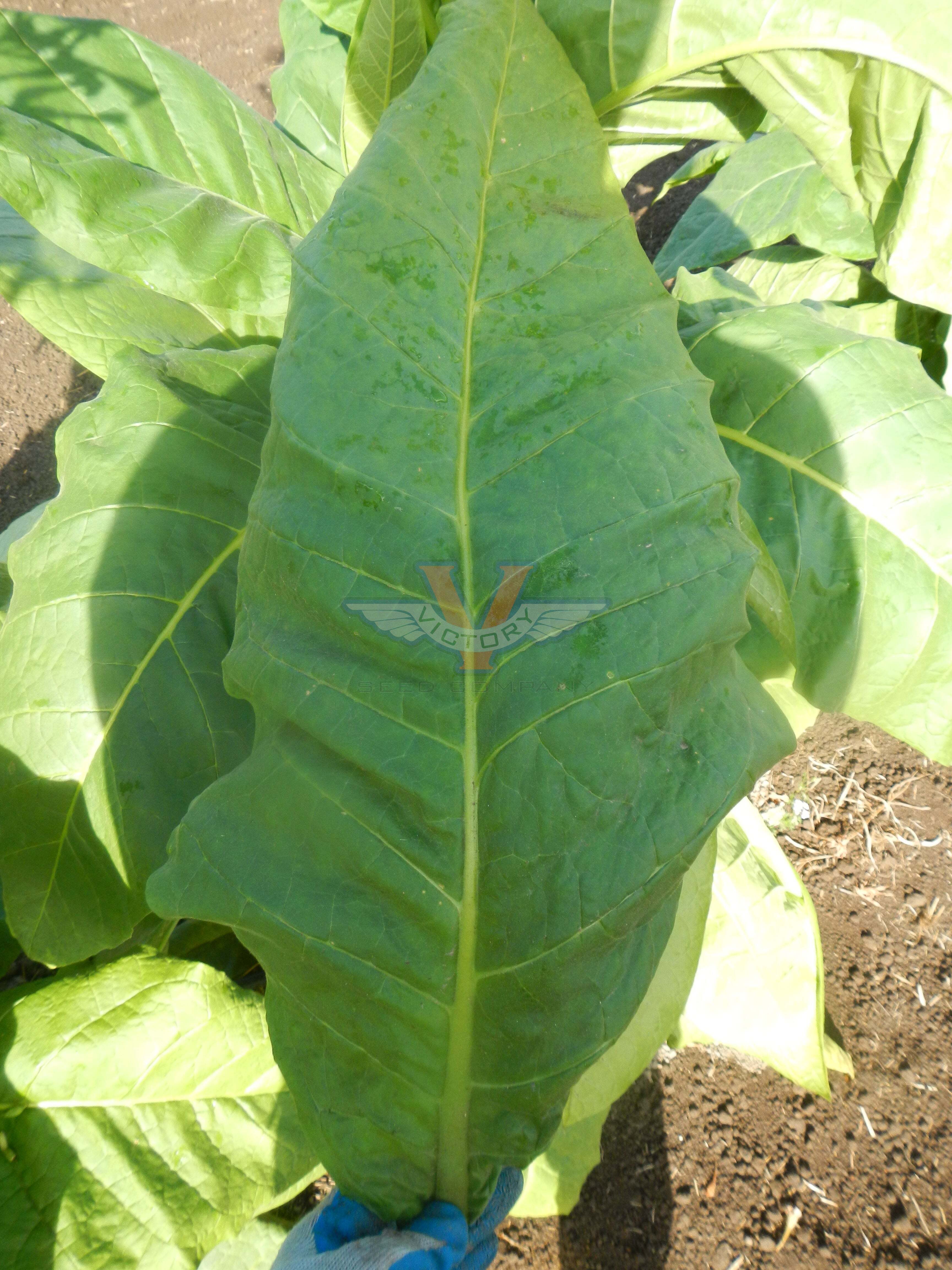 Ahus Tobacco