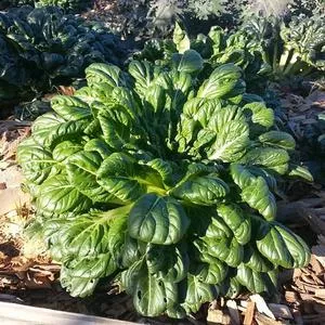 Tatsoi Mustard