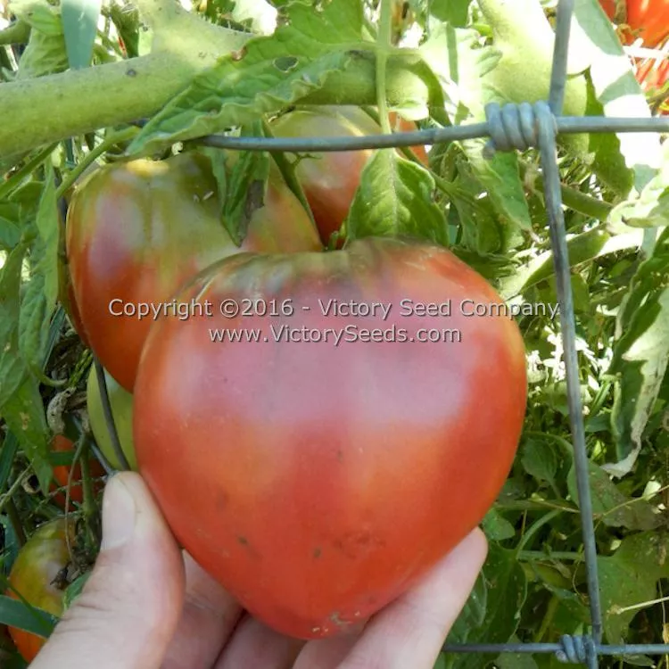 Cherokee Purple Heart Tomato