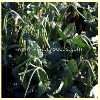 California Blackeye #5 Southern Pea