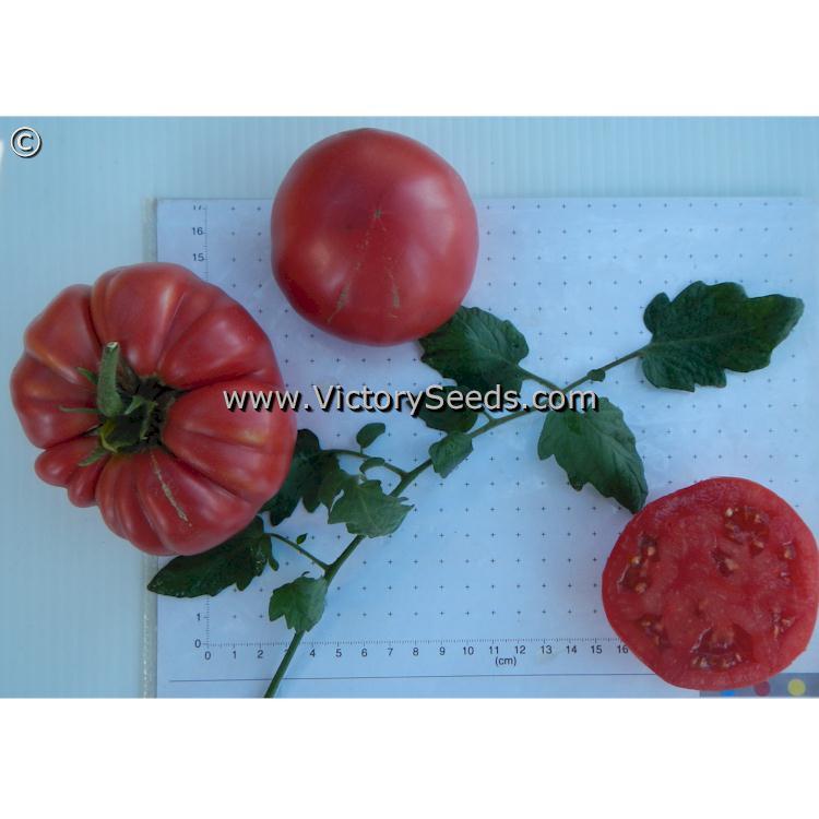 Rieger's Mortgage Lifter Tomato