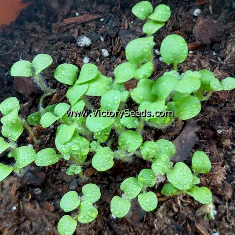 Horehound