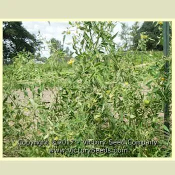 Yugo Roze Tomato