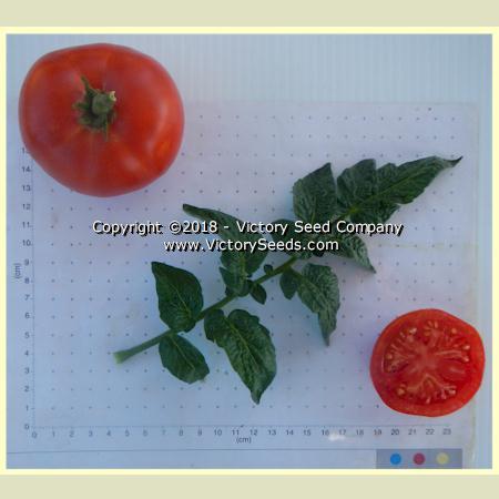 Dwarf Sarah's Red Tomato
