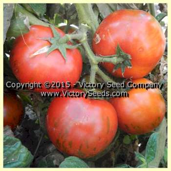 Sarandipity Tomato