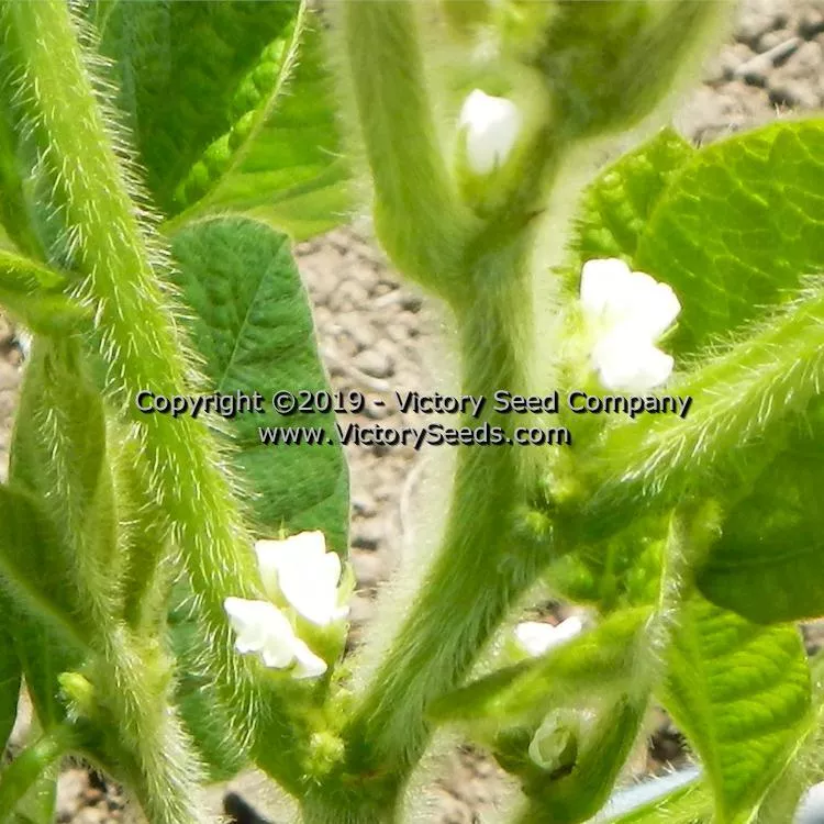 Kenko Soybean