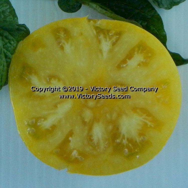 Dwarf CC McGee Tomato