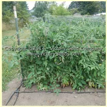 Wood's Famous Brimmer Tomato