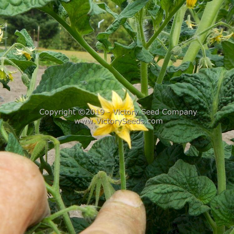 Dwarf Perfect Harmony Tomato
