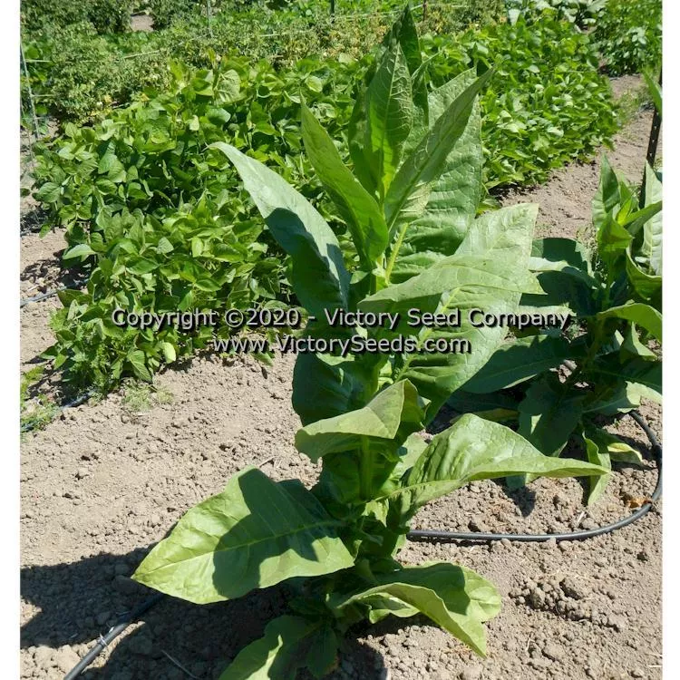 Jorginho Tobacco