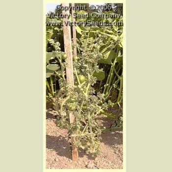 Stick Tomato