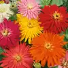 Zinnia, Cactus Flowered Mix