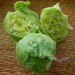 Great Lakes 659 Head Lettuce