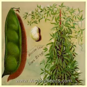 Willow Leaf Pole Lima Bean