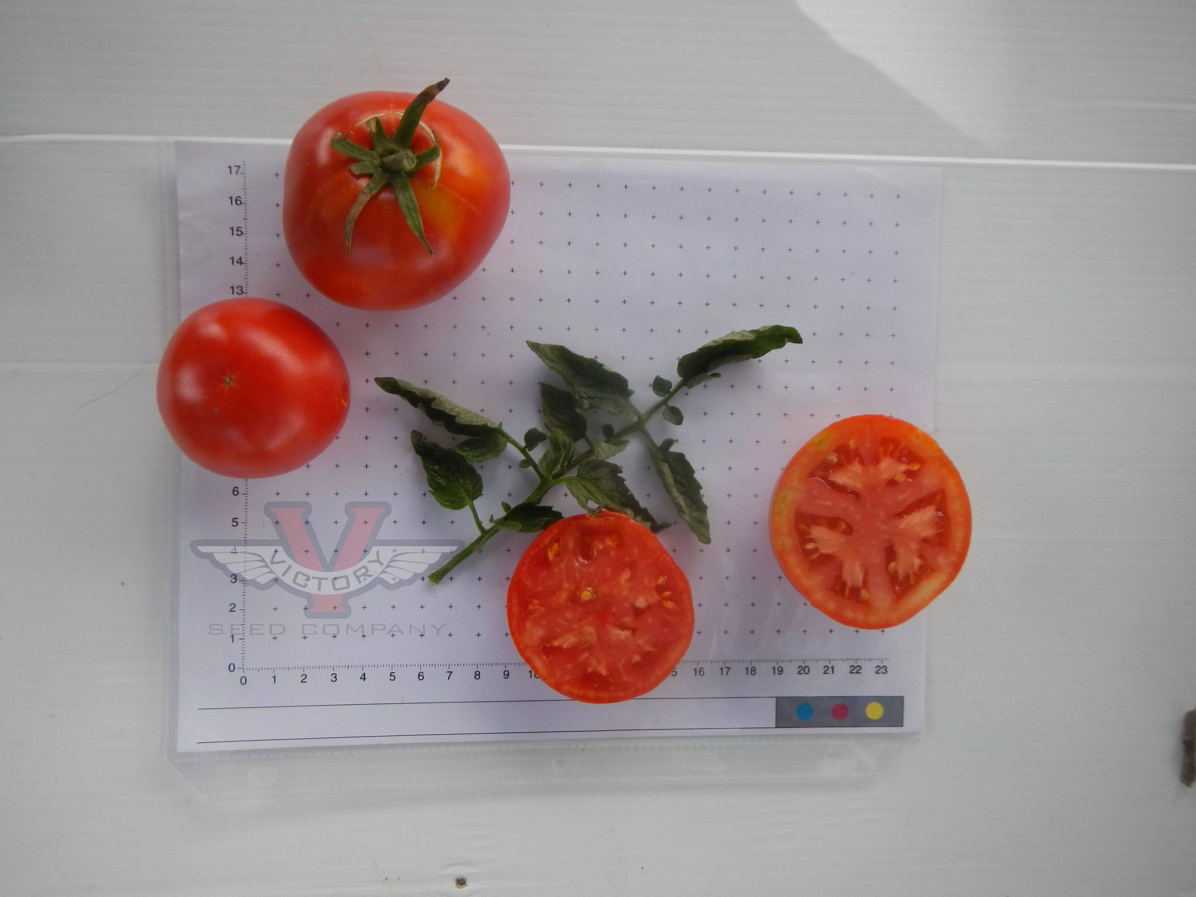 Cavalier Tomato