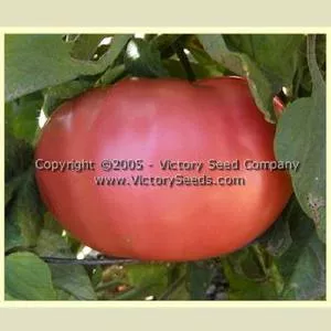 Grandpa Charlie Tomato