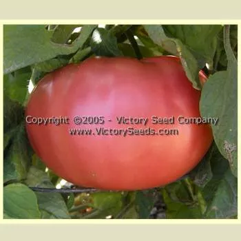Grandpa Charlie Tomato