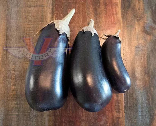 Florida Market Eggplant