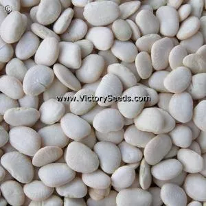 Willow Leaf Pole Lima Bean
