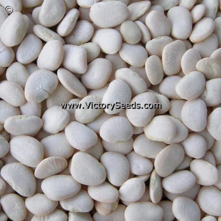Willow Leaf Pole Lima Bean