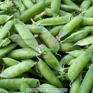 Alaska Pea