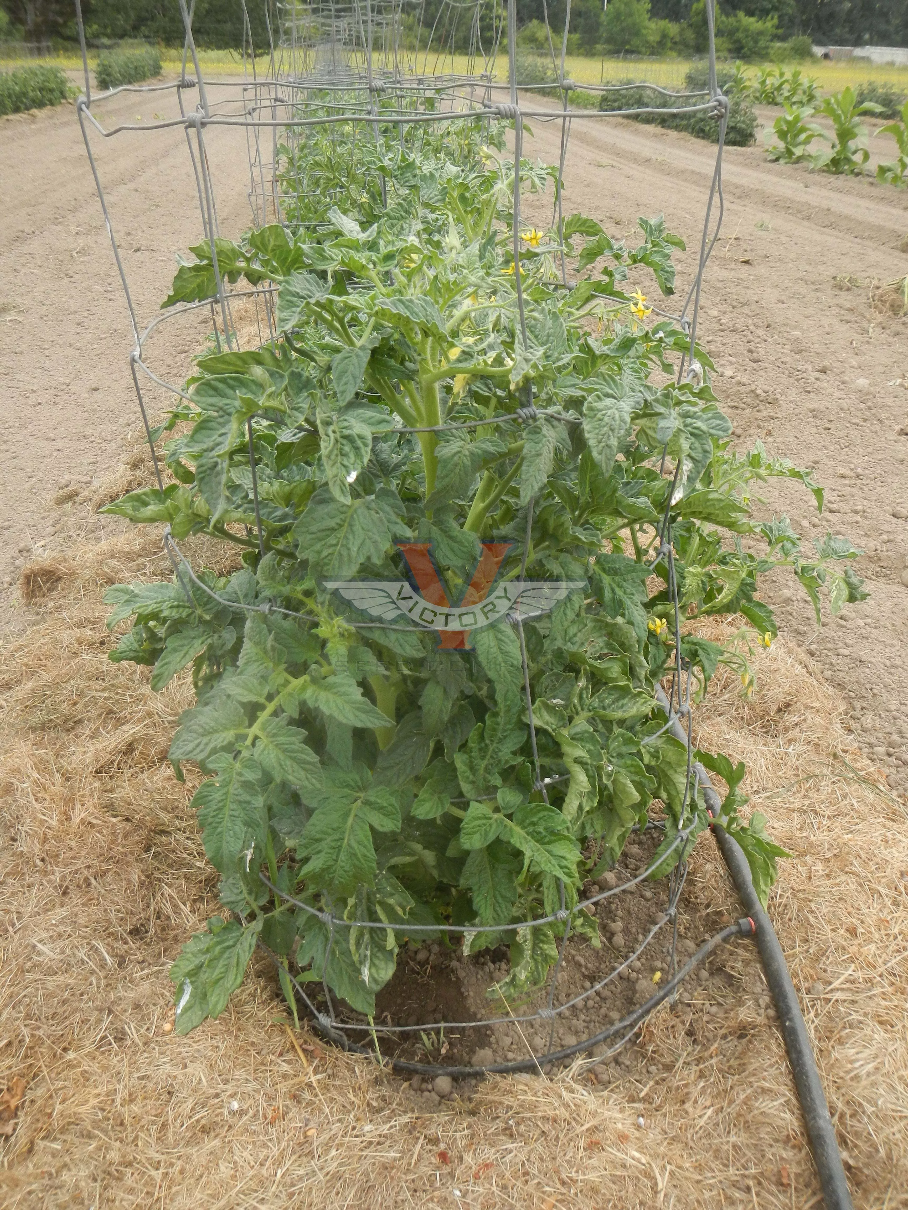 Dwarf Flashy Ace Tomato