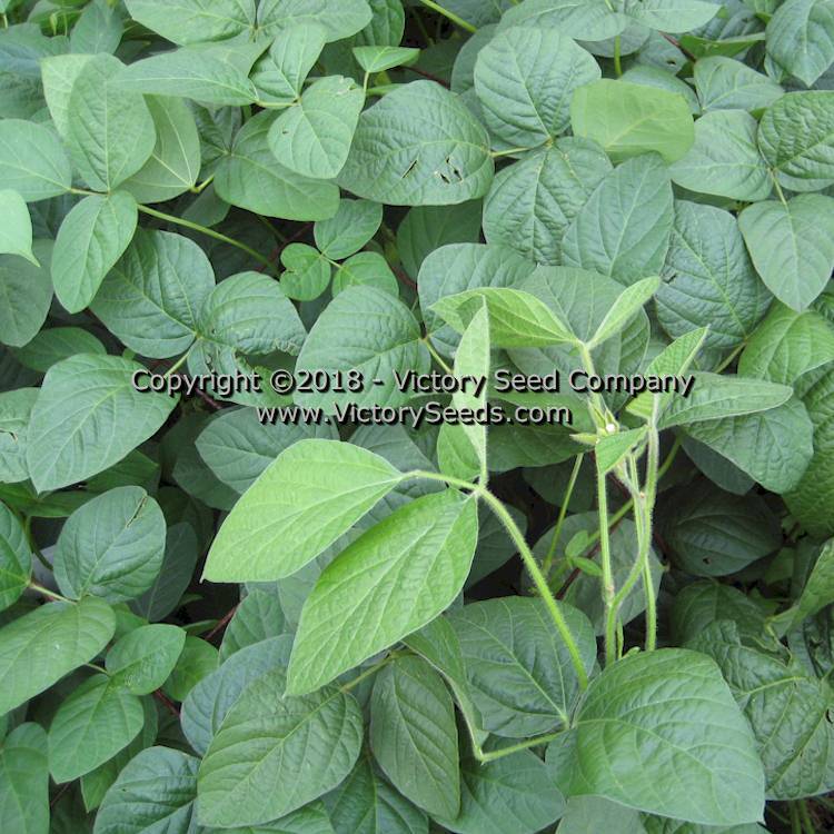 Black Pearl Soybean