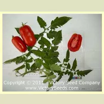 Schiavone Italian Paste Tomato