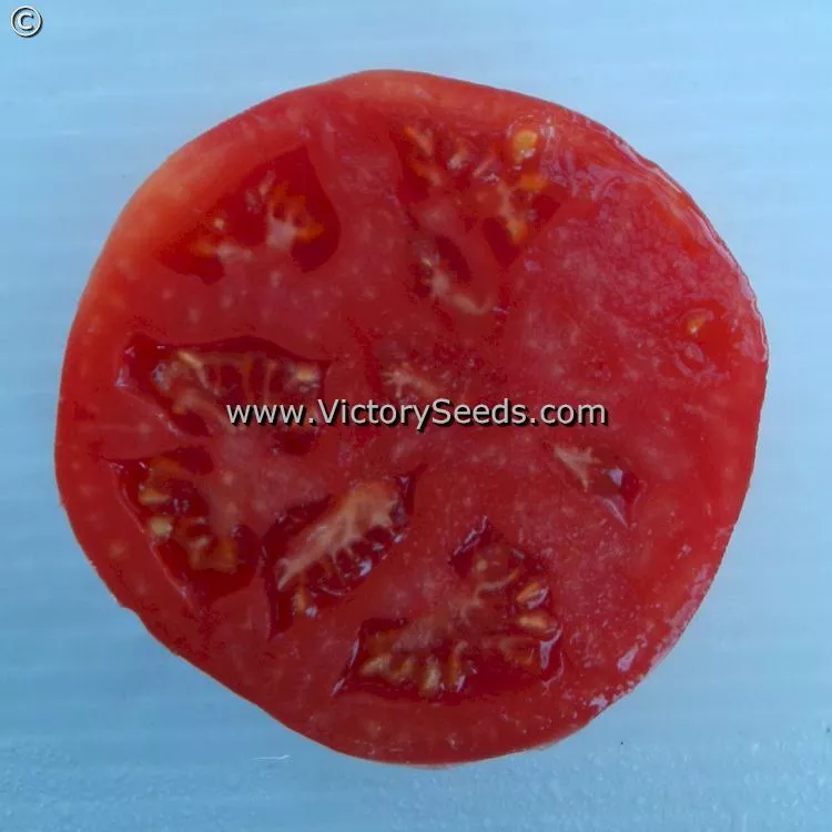 Carter's Mortgage Lifter Tomato